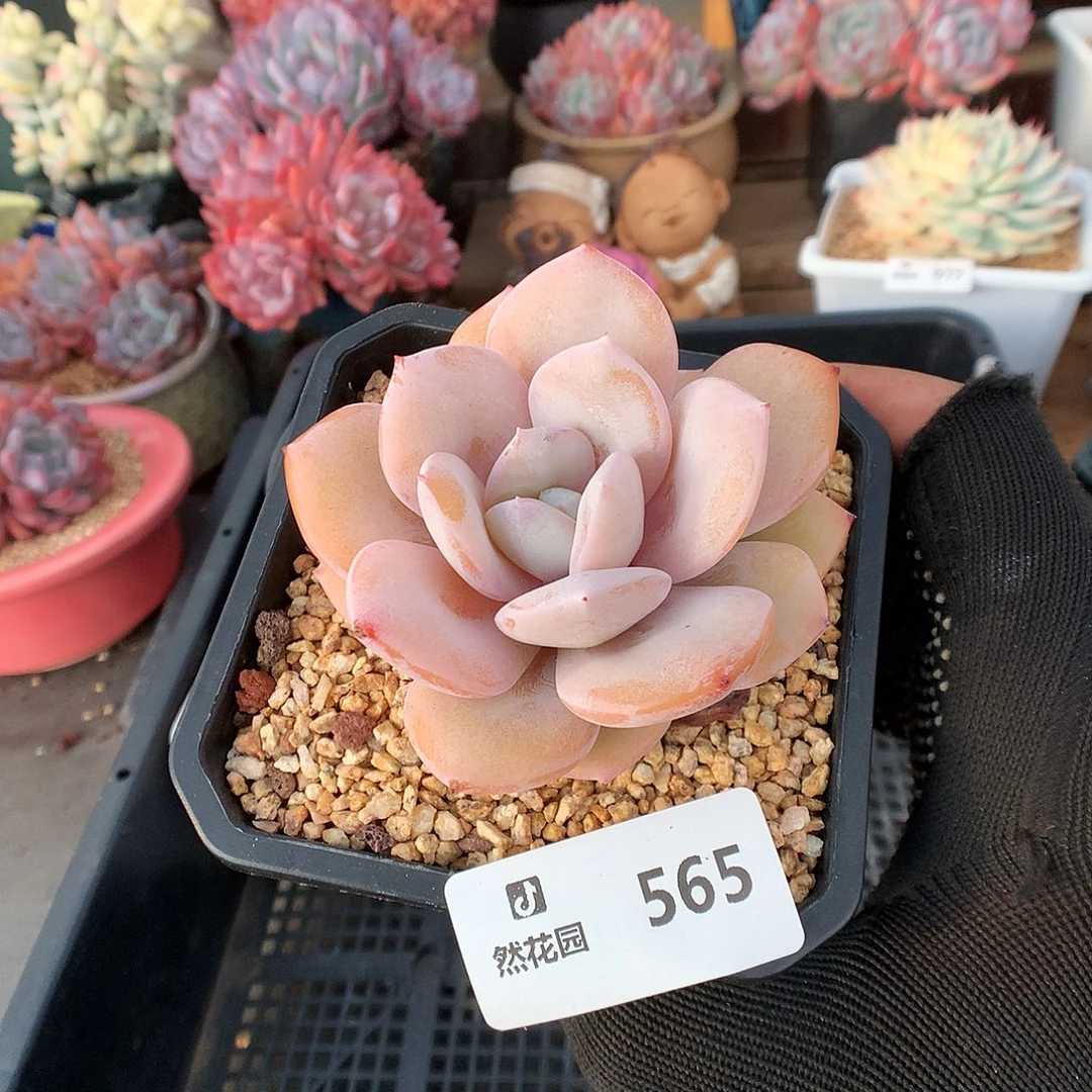 565奶茶多肉植物6666