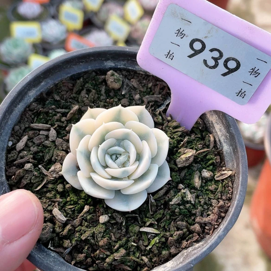 【闪购商品】939号