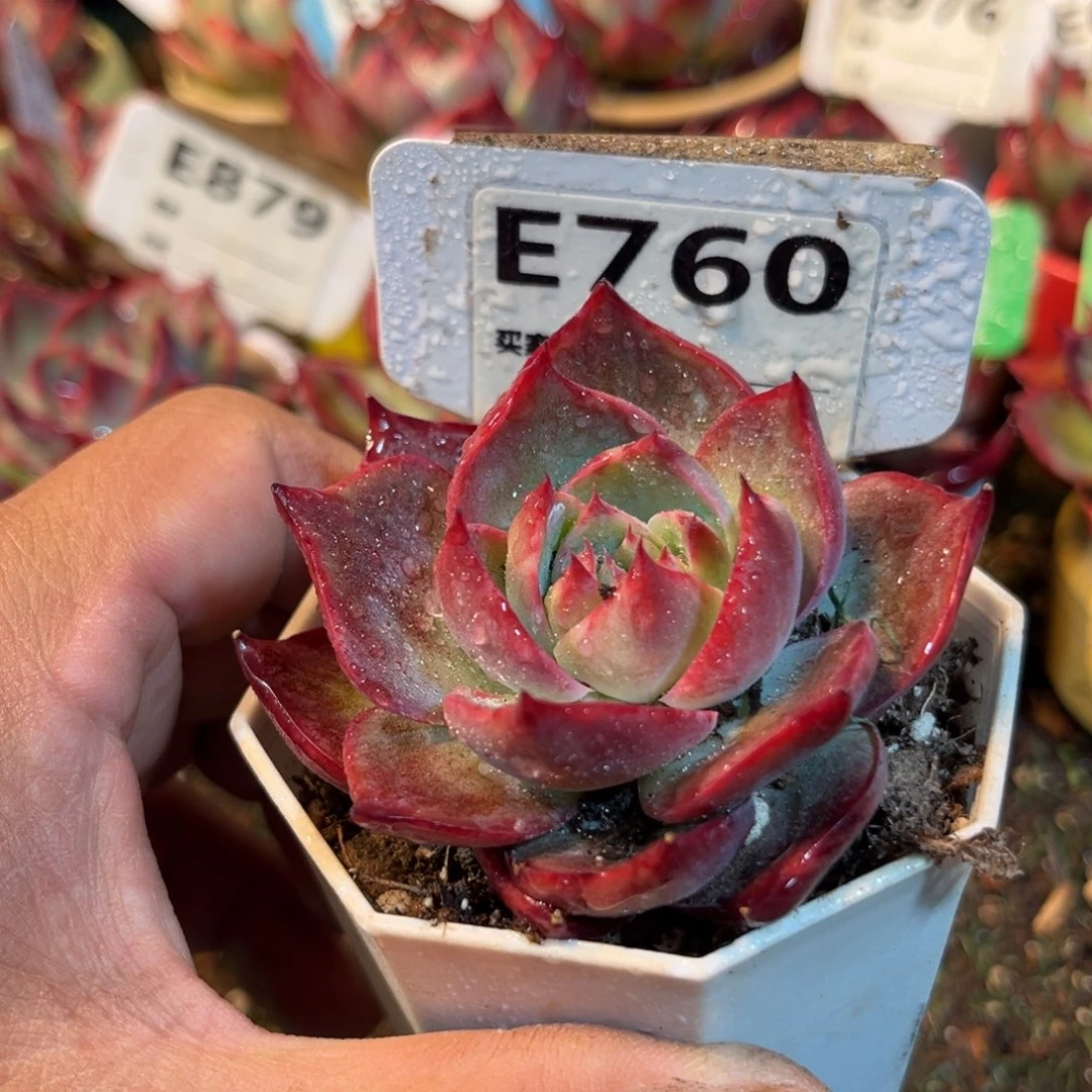 惊鸿一瞥760号多肉