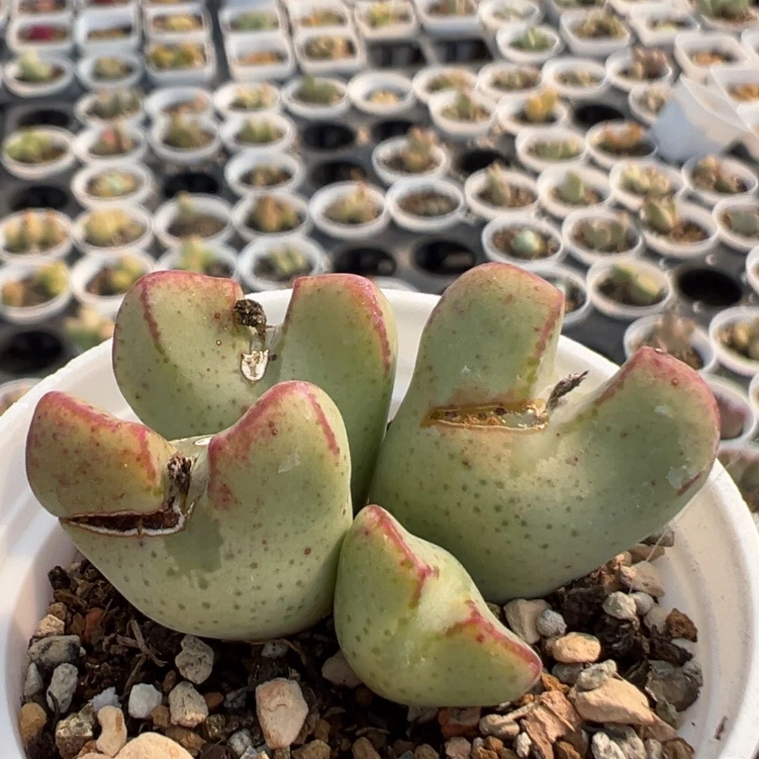 花**界106多肉植物百科知识