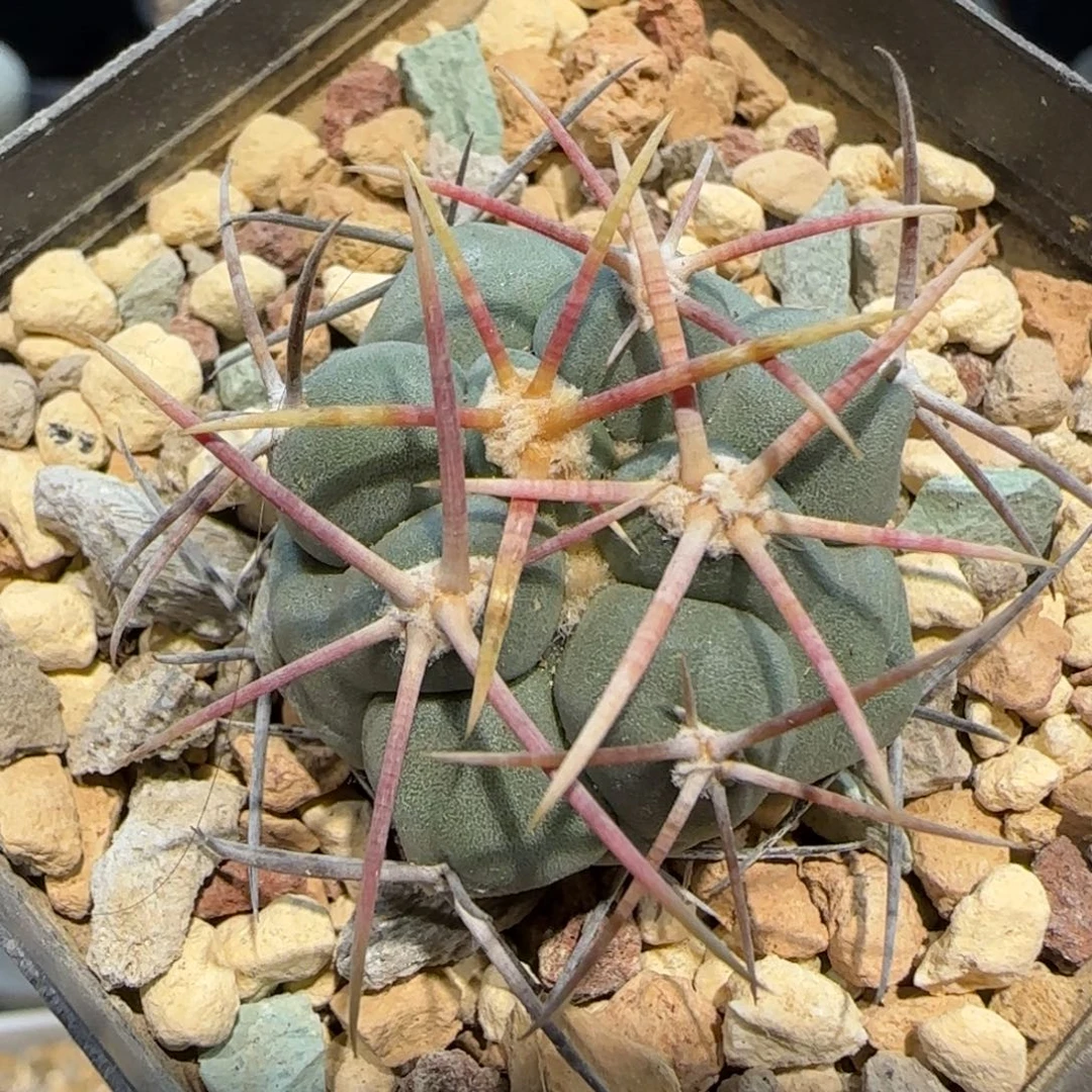 015实生太刺绯冠龙多肉3