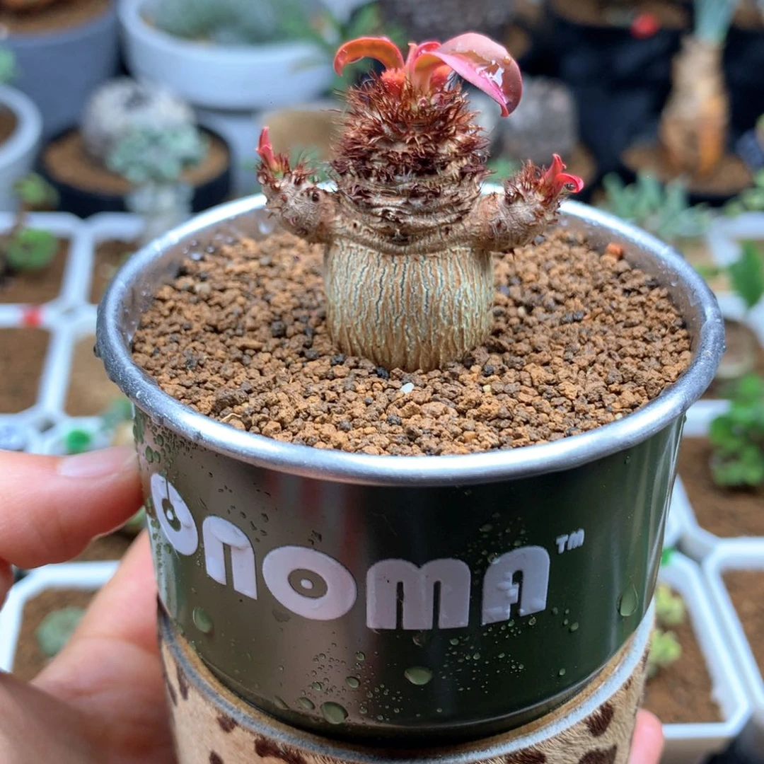 猫**情象鼻大戟多肉带盆多肉