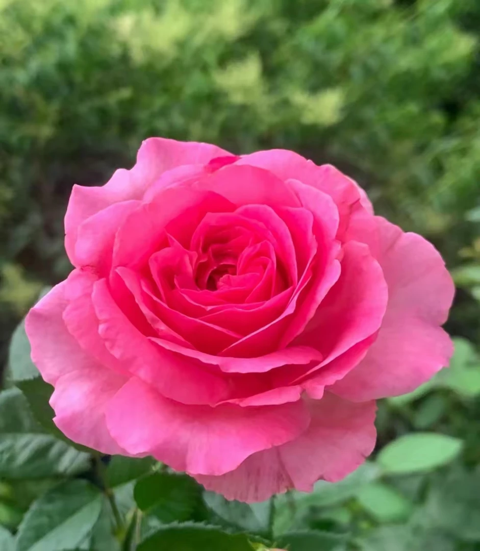 【特拉方特】浓浓水果香，一花香一室绿植