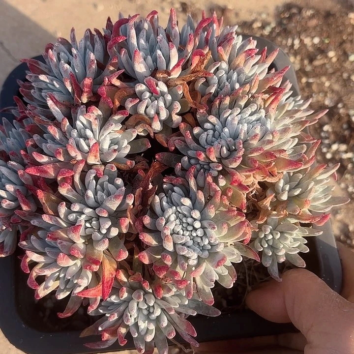 仙女杯多肉植物提取