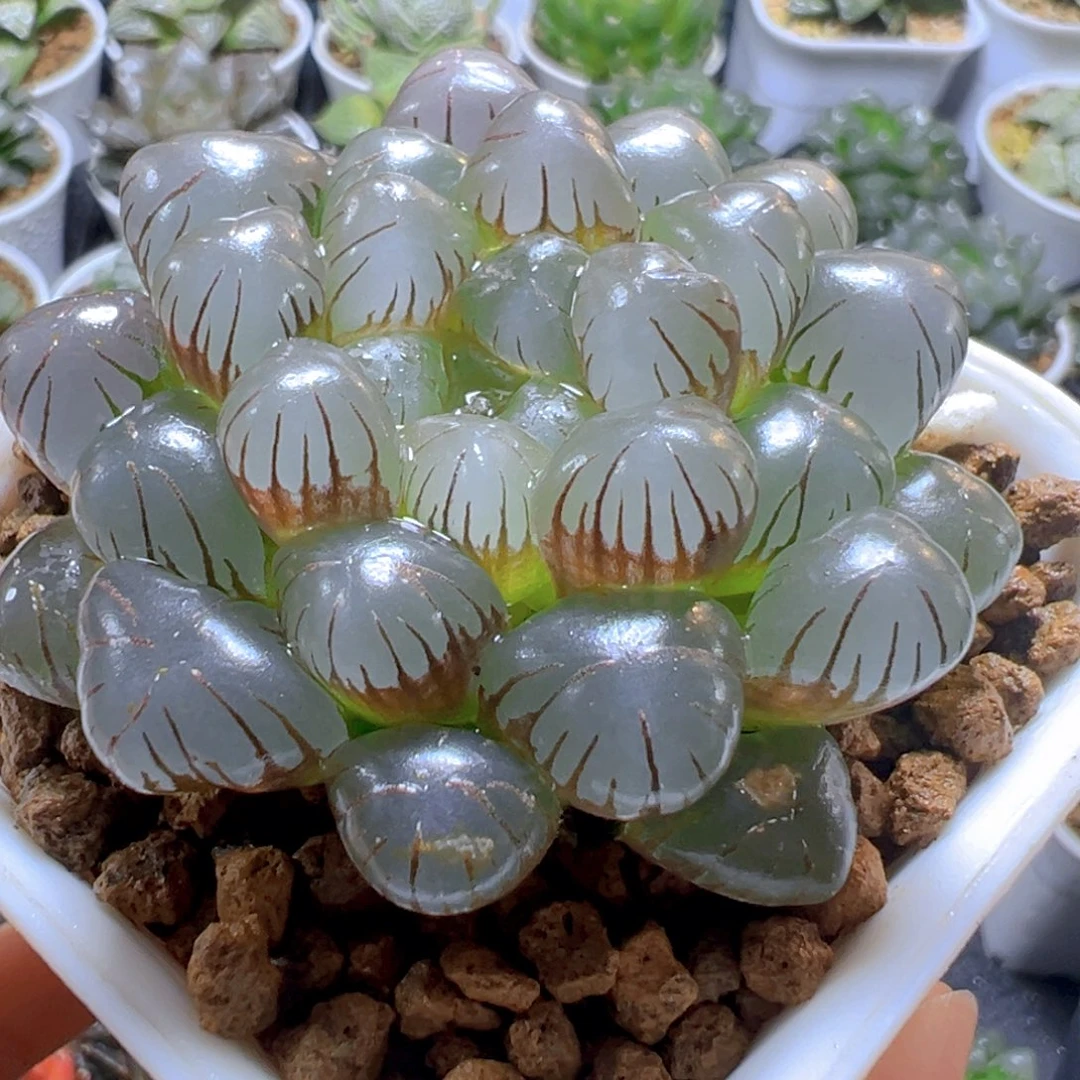 紫姬冰灯玉露多肉多肉