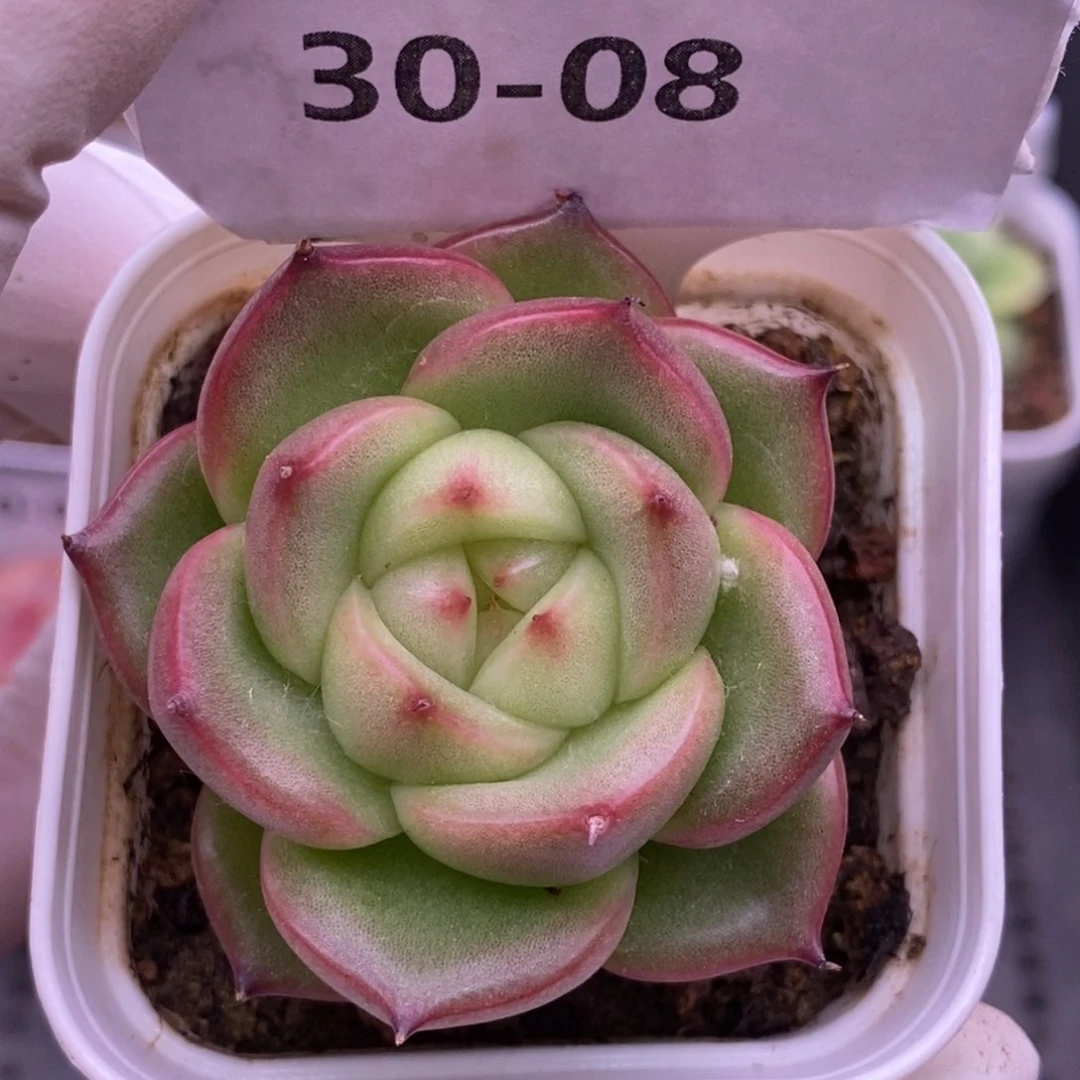 【闪购商品】30-08玉玲珑