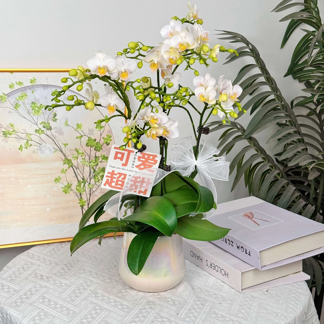 妗画【嫦娥】蝴蝶兰鲜花精致组盆 开花株 室内绿植