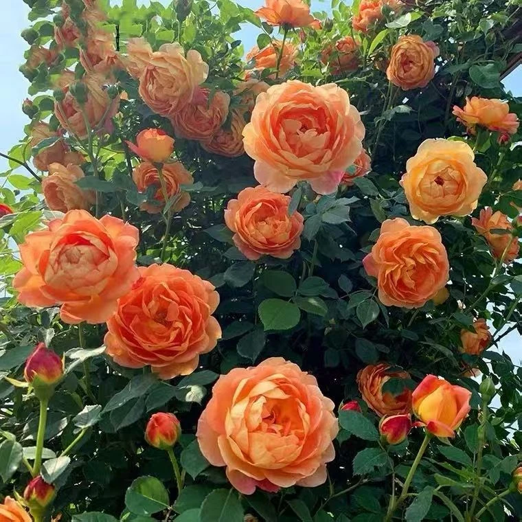 【顺丰包邮】夏洛特夫人爬藤月季花苗浓香大花庭院盆栽爬藤多季开花