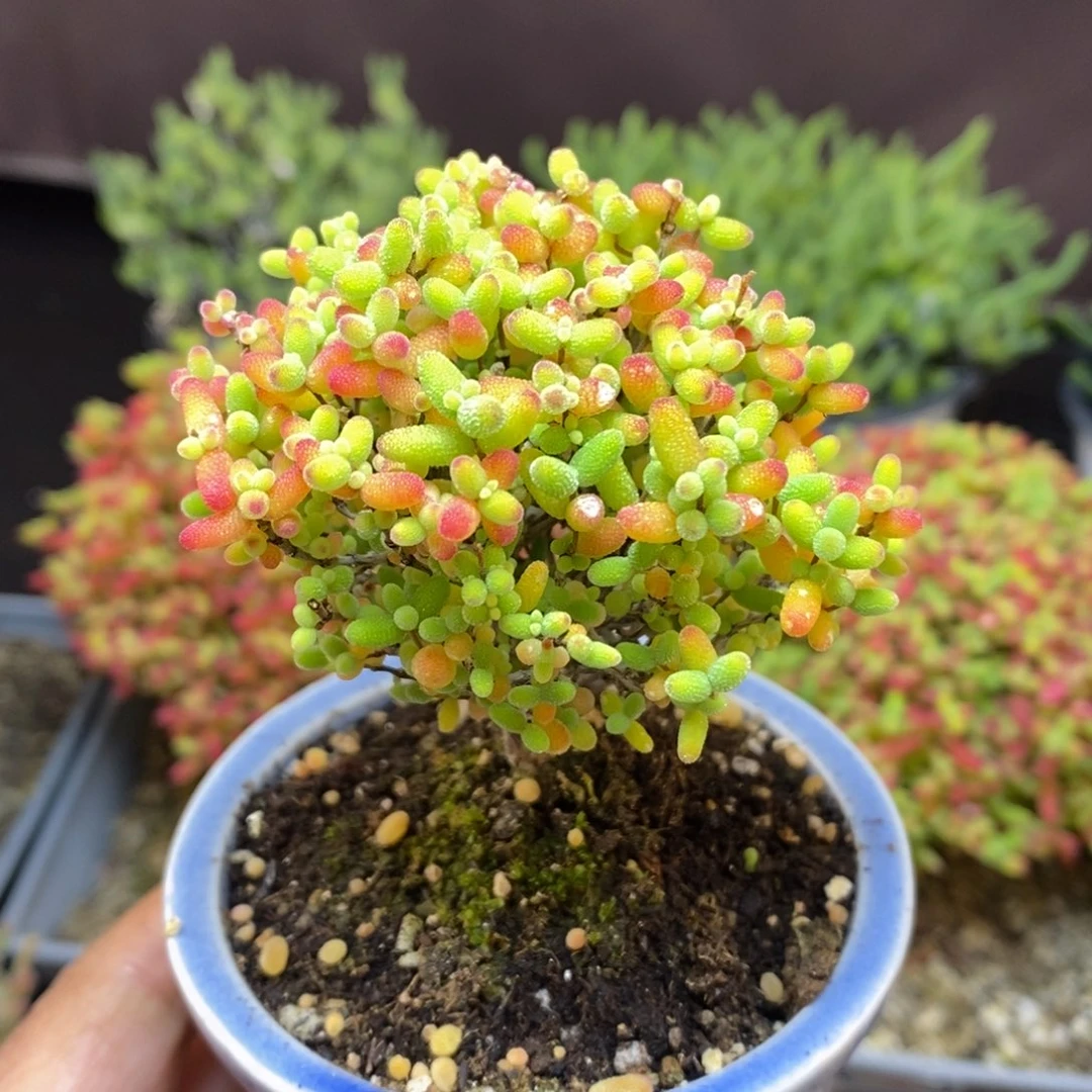 无花朵75号蜜橘糖球枝干（带盆）