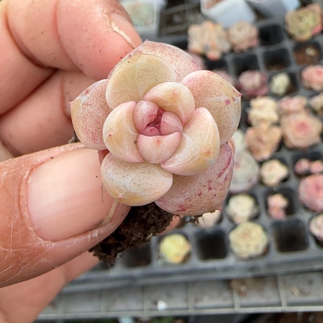 多肉小卡拉米糖心一物一拍