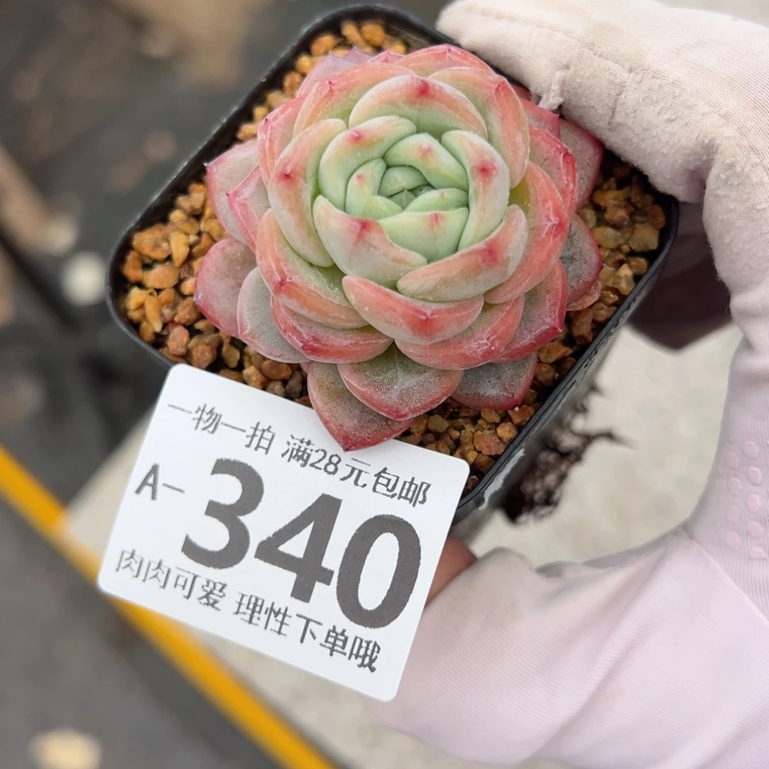 星星珍妮多肉多肉多肉