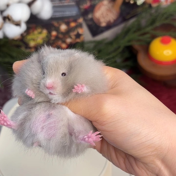 鸽灰弟弟11.8生日
