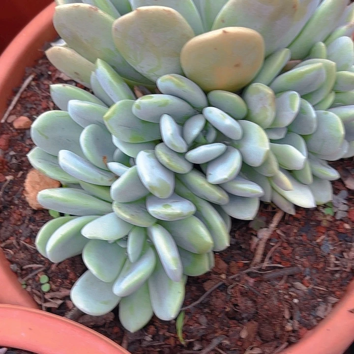 多肉植物。。。。。。。。。。。。。。。。