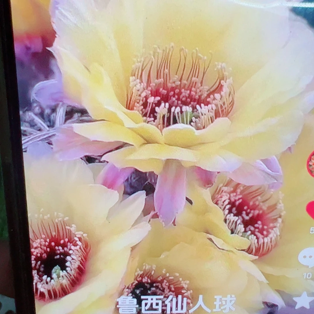 彩草 阿尔忒弥斯侧芽 满20包邮