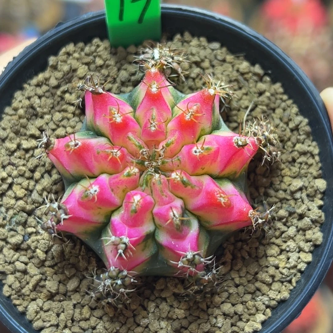 泰系侧芽好彩H17