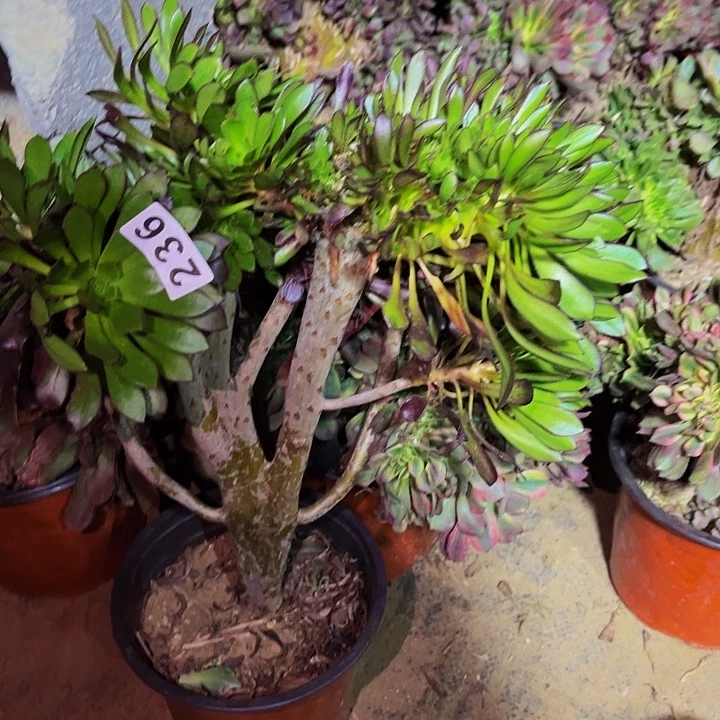 236三色法师多肉植物处理不售后缀化