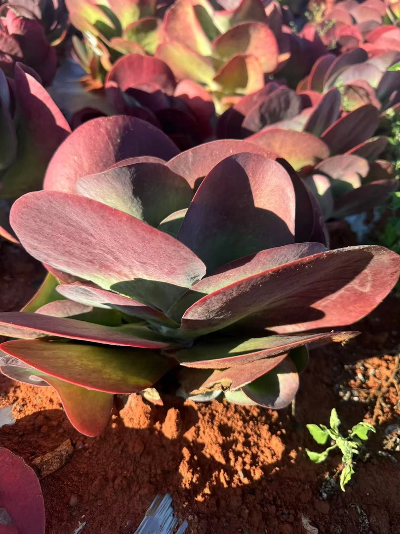 唐印 精品多肉 新手好栽 好养 云南昆明发货