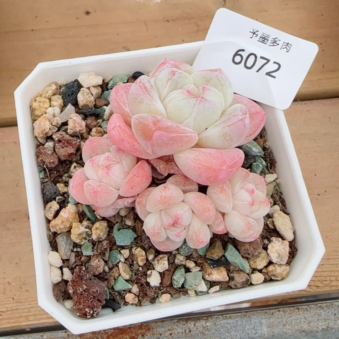 吃***豆冰玉无砍，6072多肉植物