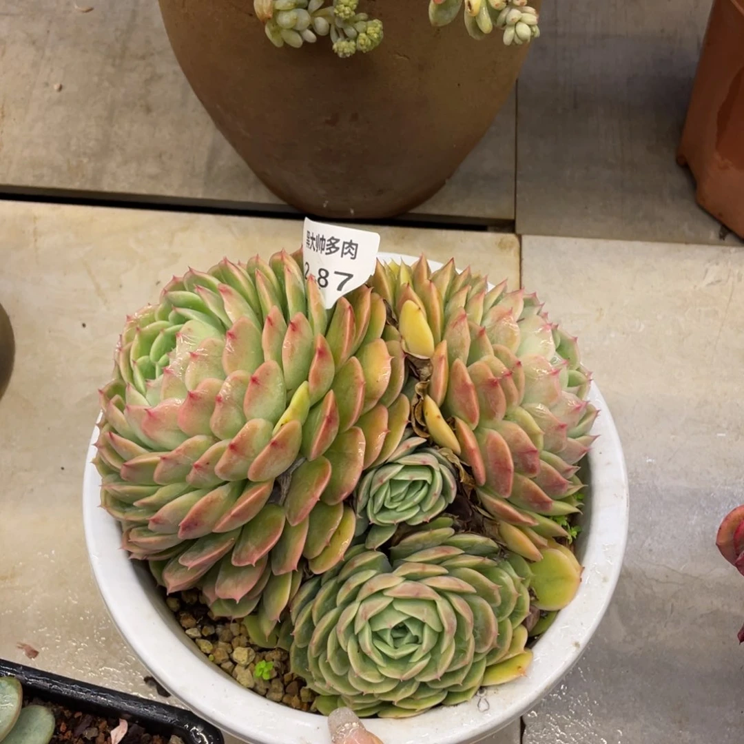 子****¹黑大帅多肉2.87昂斯诺