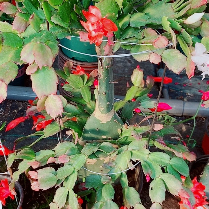 无花朵仙人掌嫁接一物一拍
