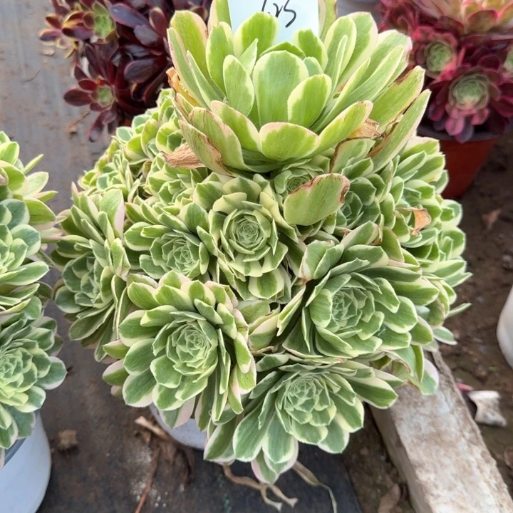 雨**?迈巴赫法师一颗623