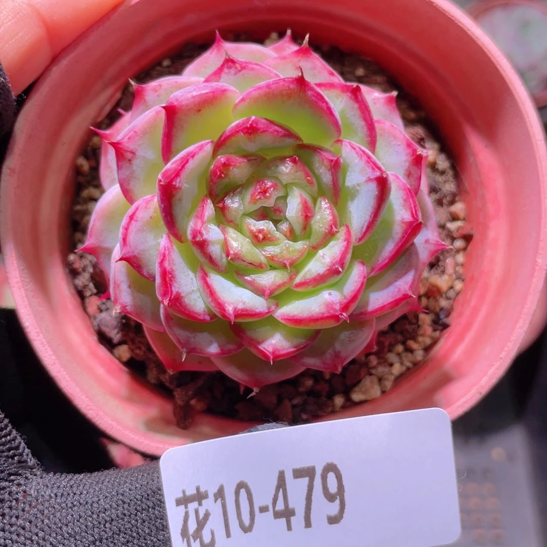 花利美10-479天鹅绒