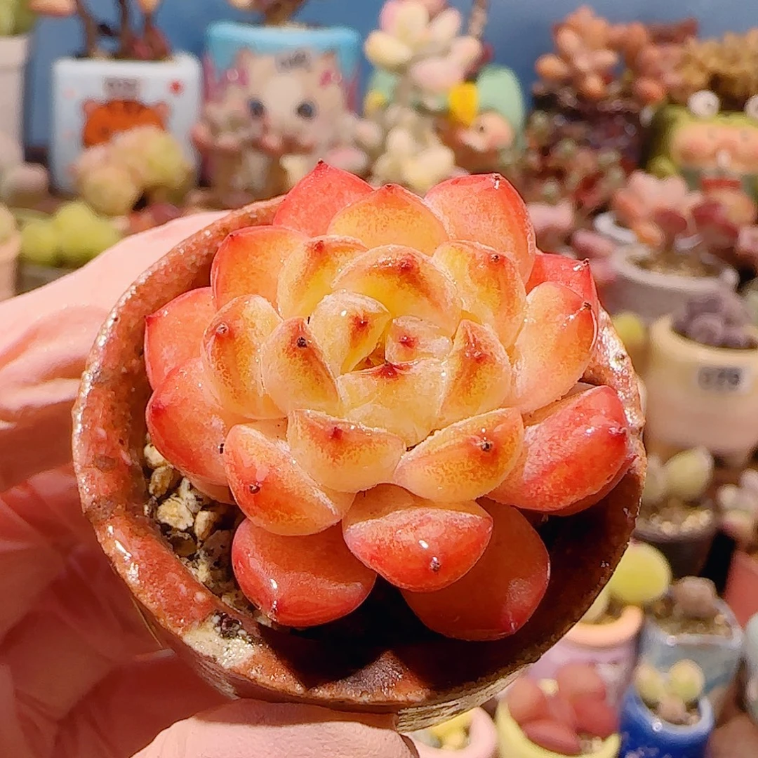 T红红糖芯盆口4cm