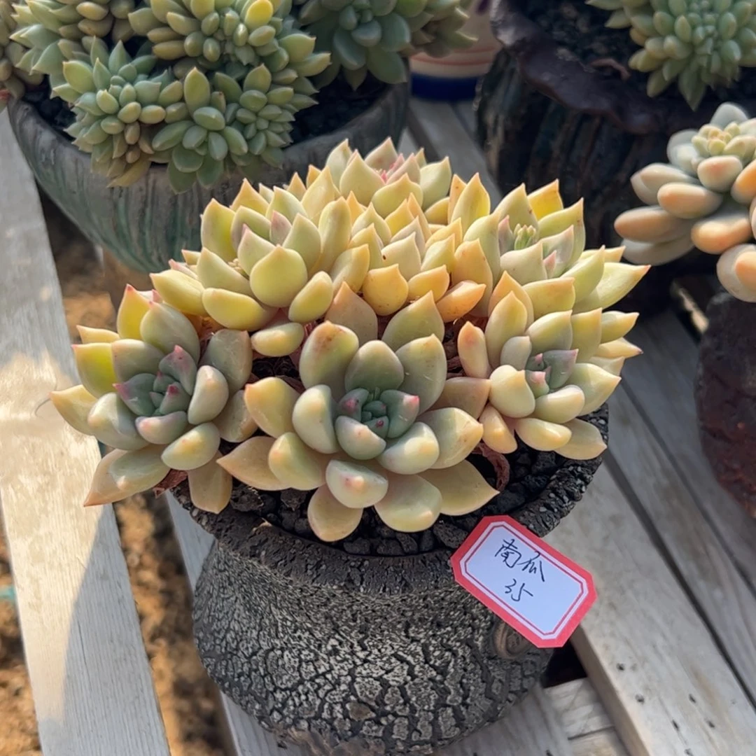 多肉植物多肉植物