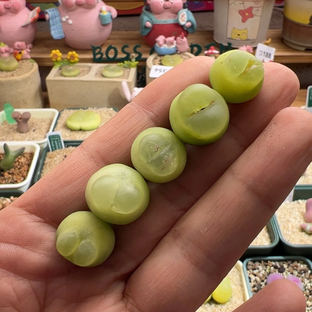 395。7万赞 拉登福利