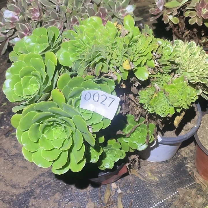 多肉植物断枝不包27旅羊绒缀