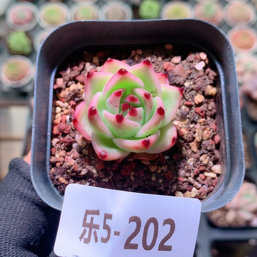 乐然5-202 蓝龙单头