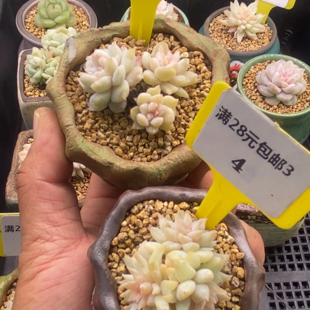 可*兔33.34冰淇淋石化群多肉植物