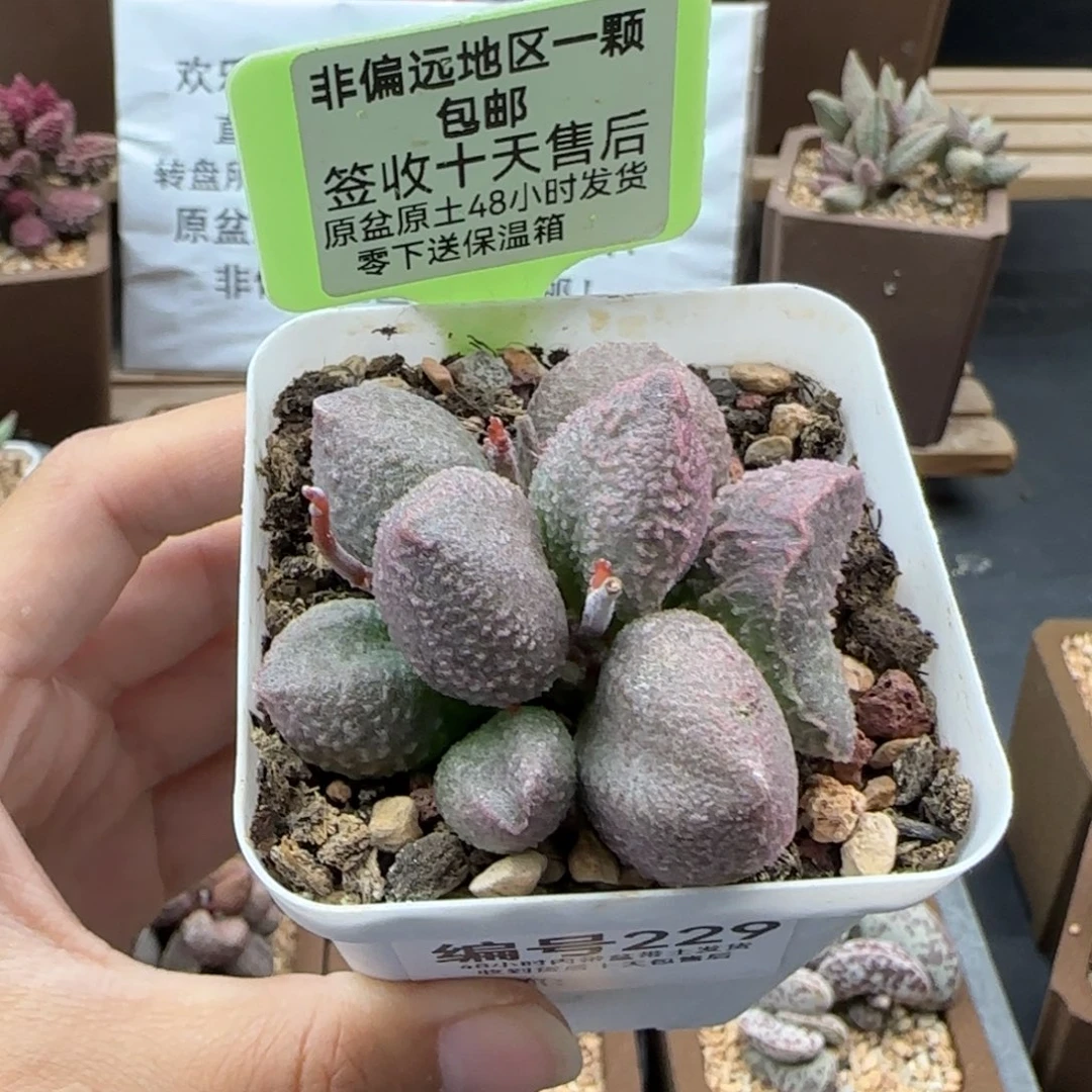 229红粉哈莫杂多肉