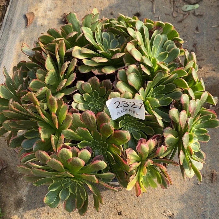 朝霞多肉断头不包2327