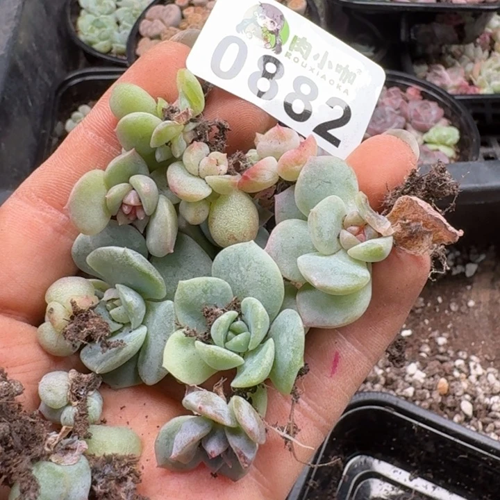 肇***温多肉植物多肉植物