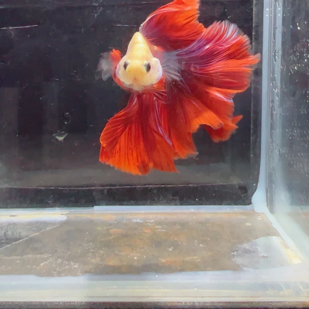 斗鱼浅色特殊尾hhhh