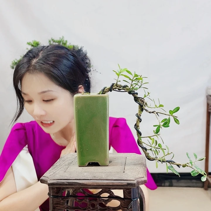 无花朵烽*皱皮雀舌黄杨盆景