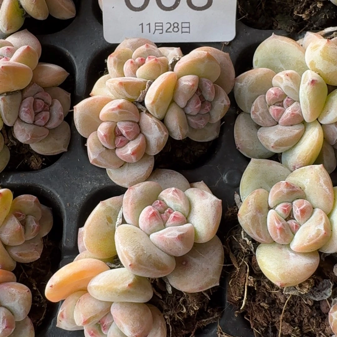 08号到手1颗，三头星影小树