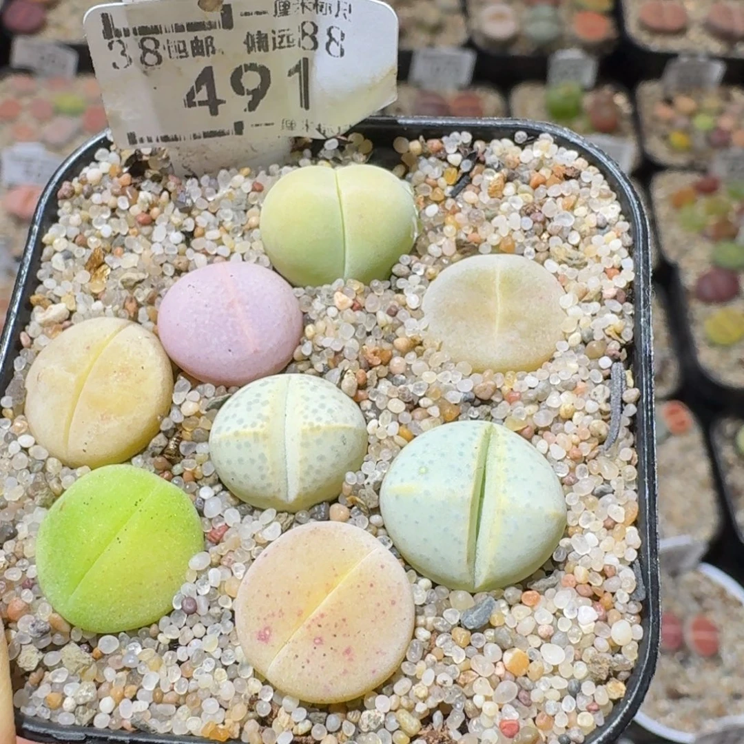 Sss精品生石花491