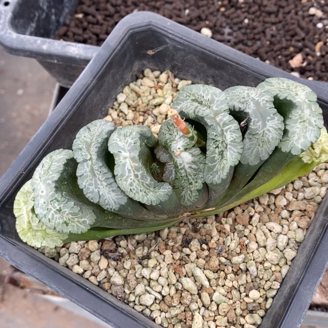 依***然2734 一颗大北斋玉扇 超级福利