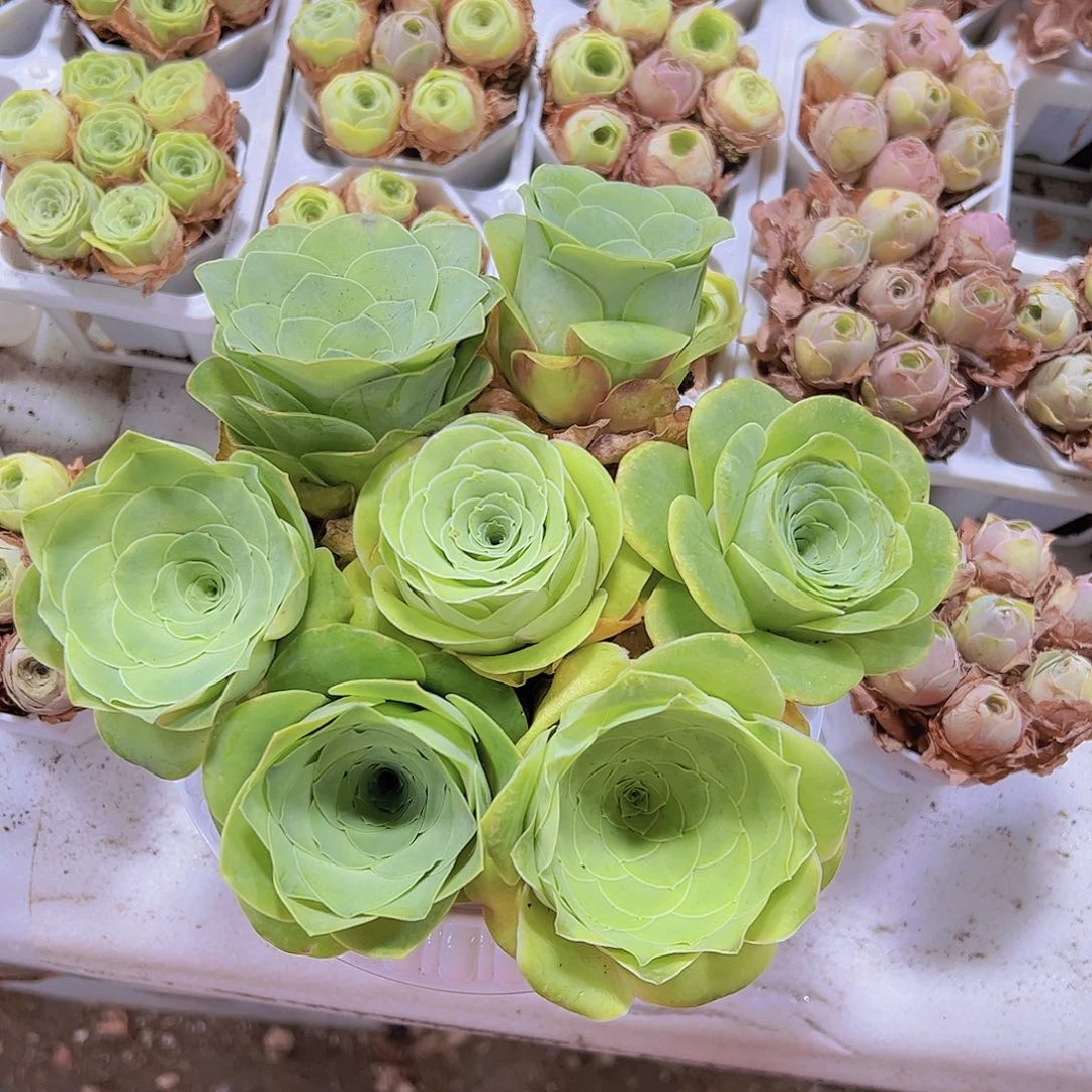 超大苗7个混发19包邮