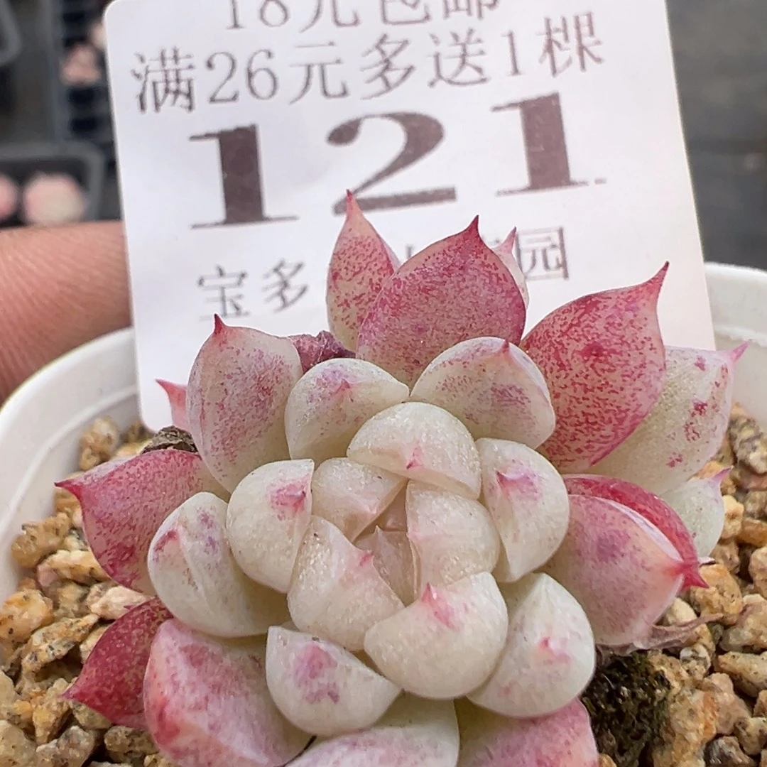 121号杂交群一物一拍满18包邮满26送一颗多肉