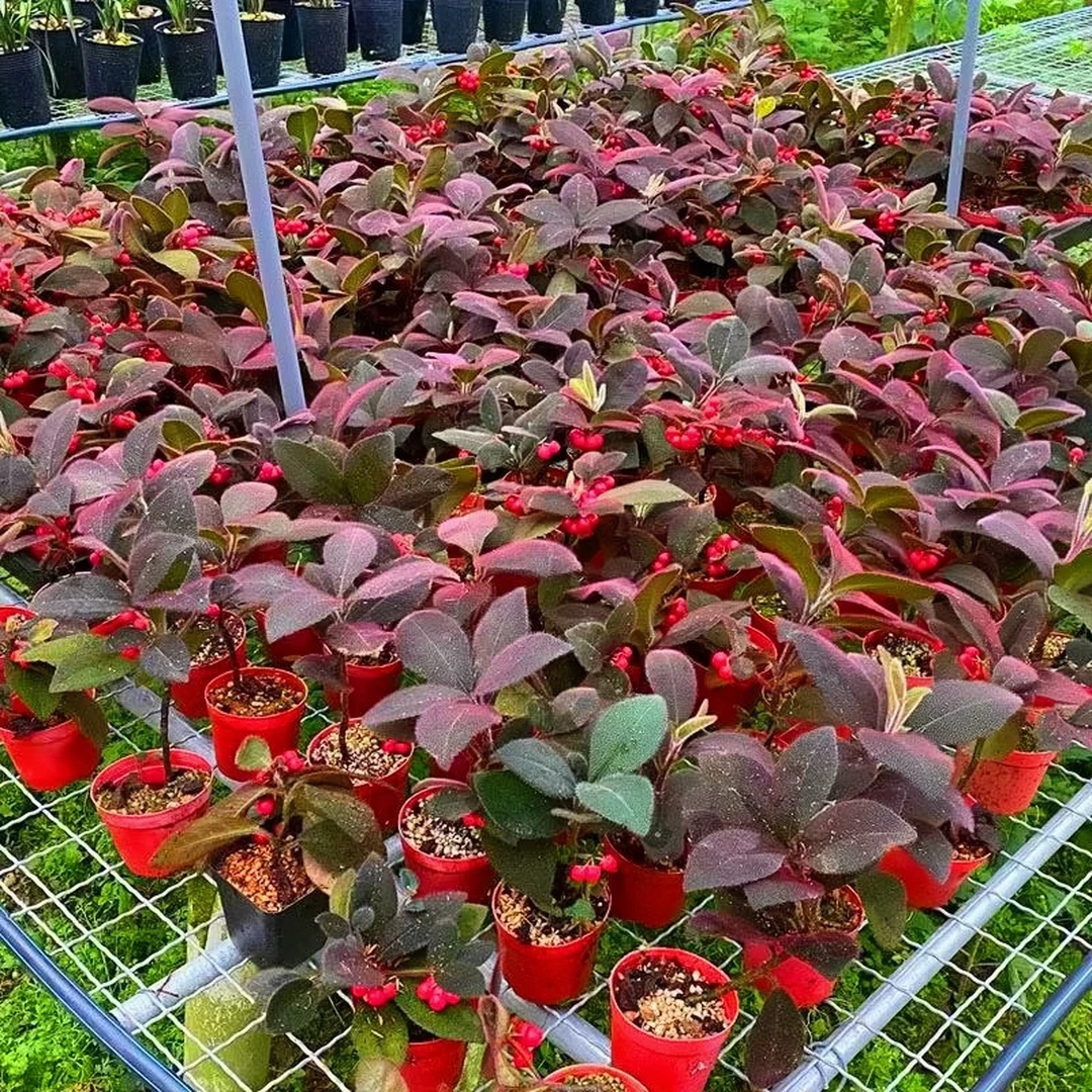 太漂亮了果实变红色虎舌红盆栽苗观果耐荫花卉盆景室内庭院绿植物