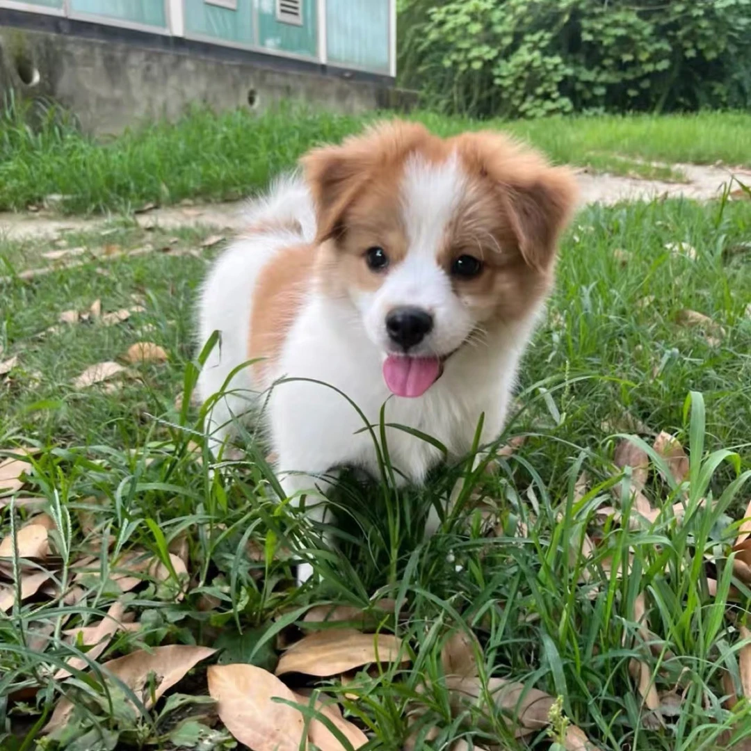 田园犬小型犬蝴蝶犬柯基小混血直播间一物一拍