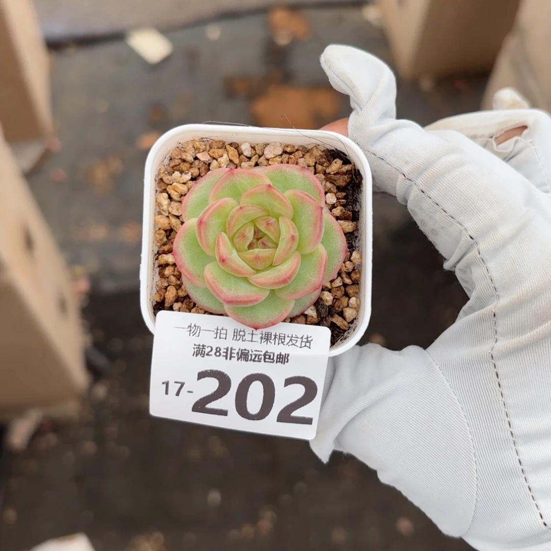 优选财富单头多肉多肉