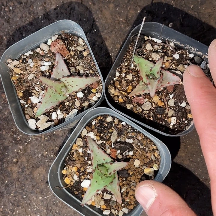 块根植物块根植物