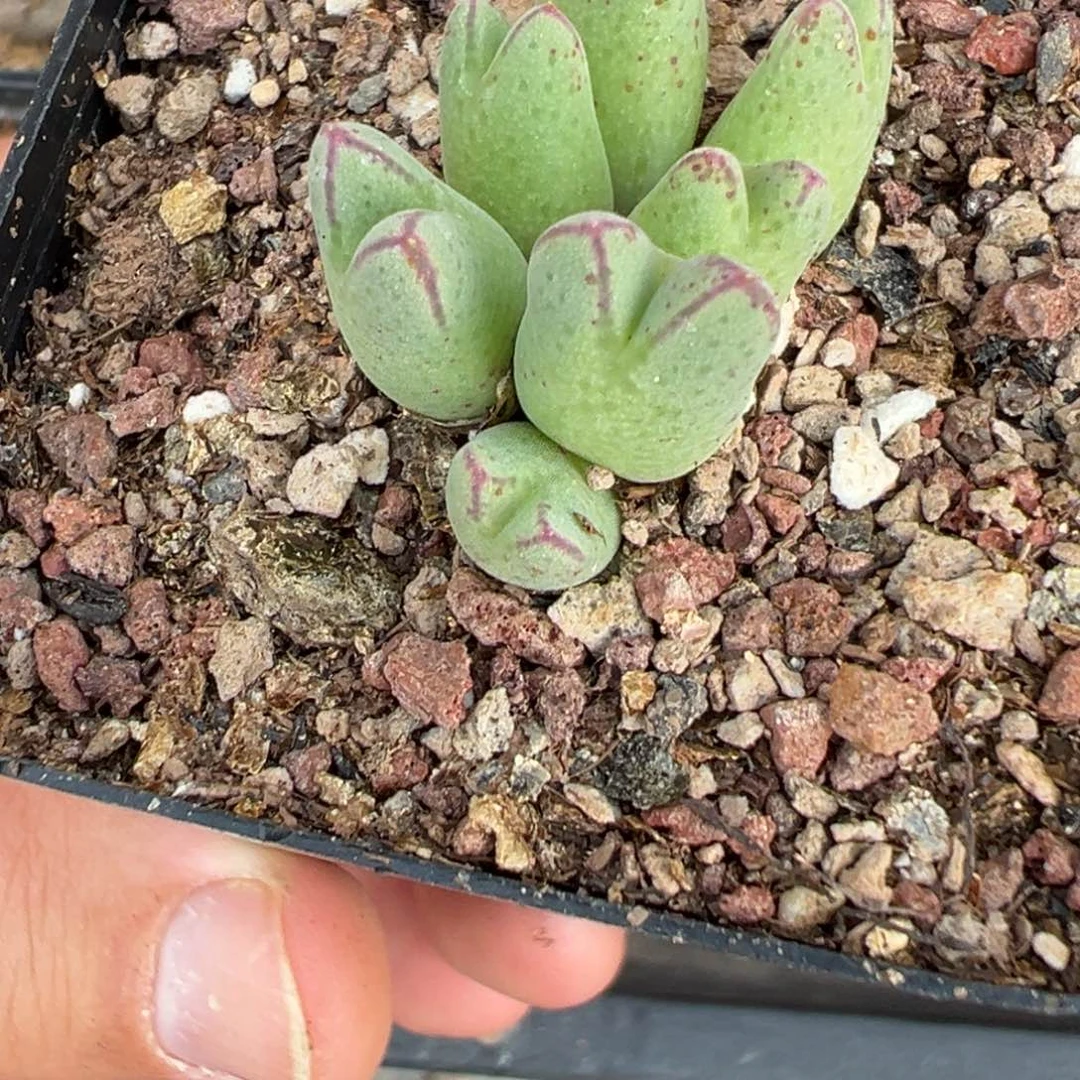 17-124肉锥多肉植物，