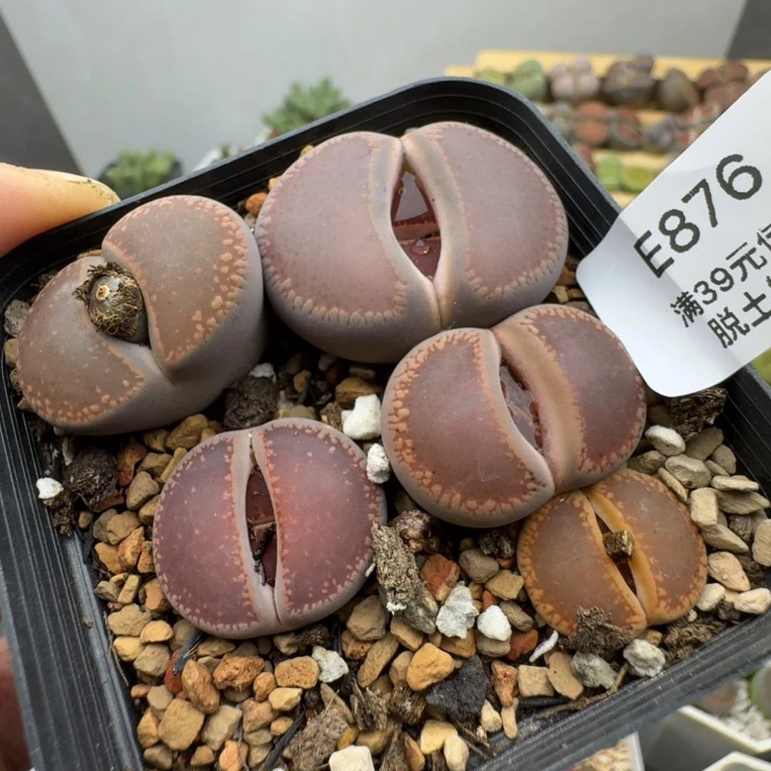 876多肉哈哈哈哈哈哈哈