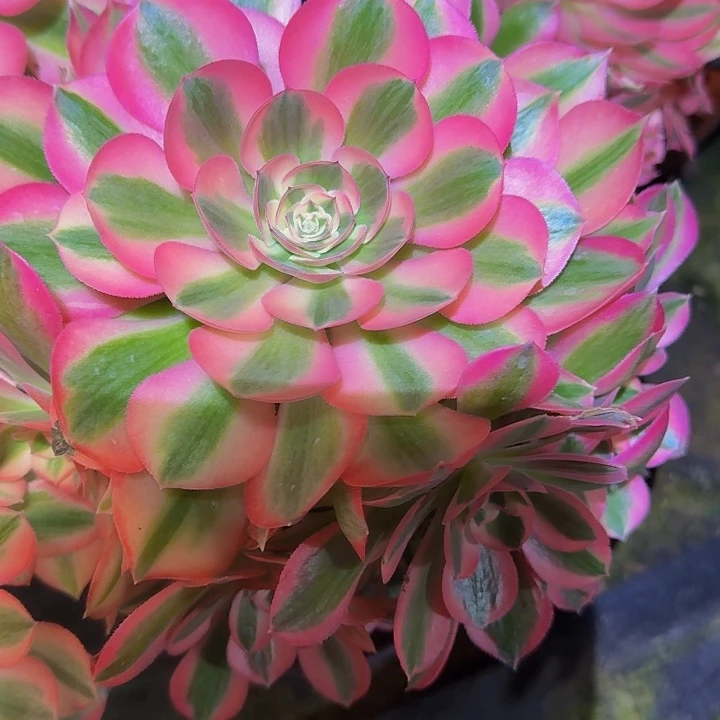 精品粉女巫捧花开播福利