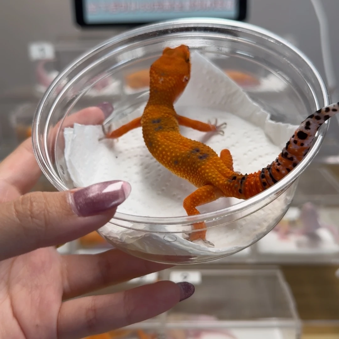 豹纹守宫血翡翠妹妹